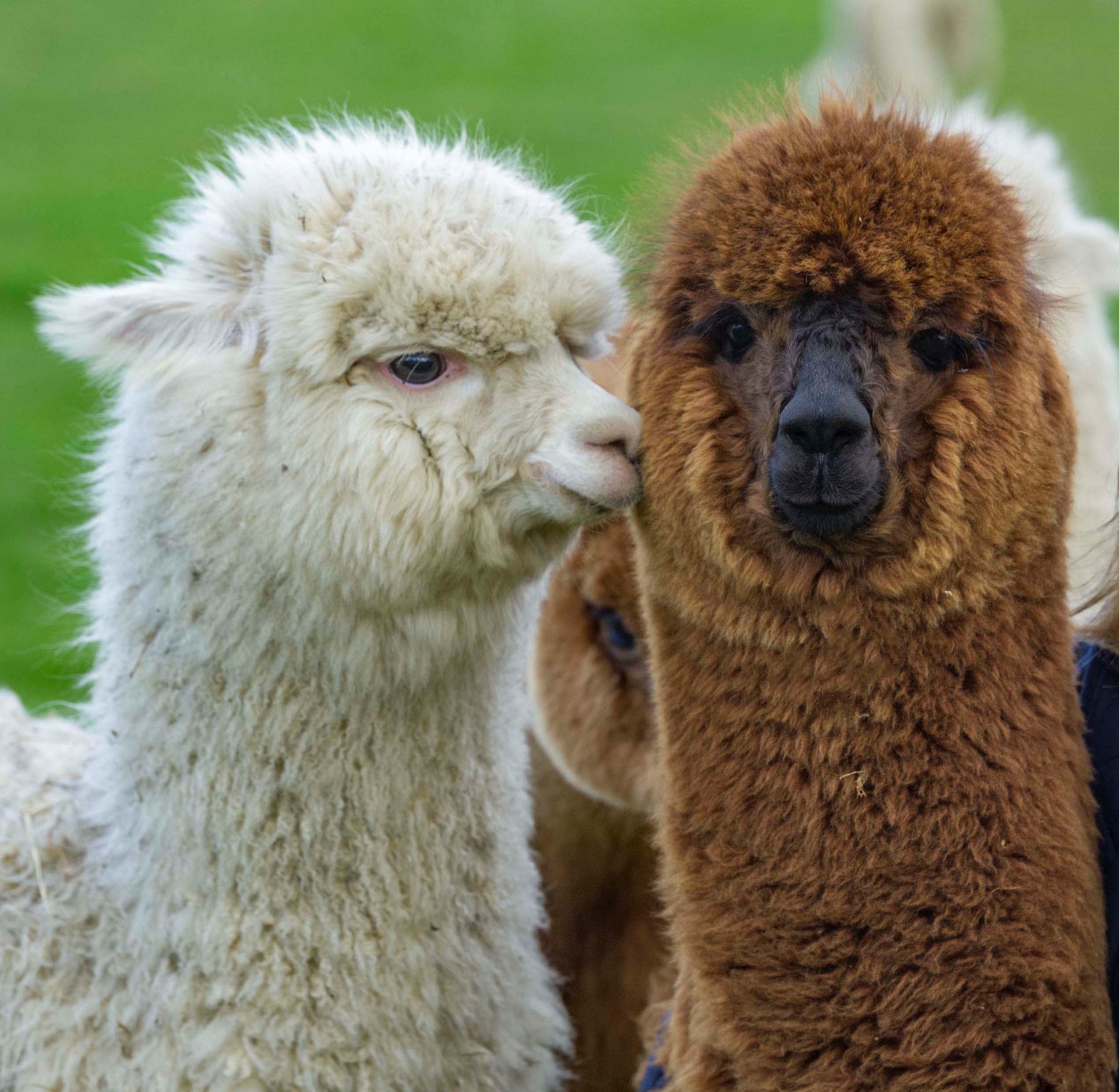 Adopt an Alpaca for a year with one Farm Visit - Beacon ...